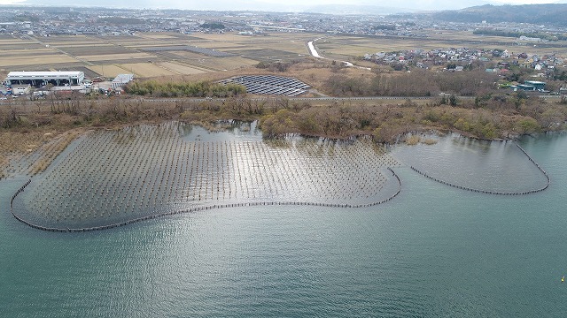 琵琶湖2期地区湖西工区ヨシ帯造成その4工事